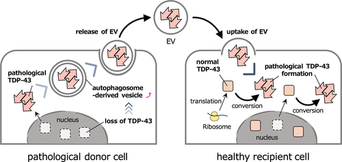 Figure 1. Hypothetical model of the cell-to-cell spread of pathological TDP-43 via EV.