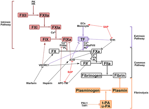 Figure 1 Hemostatic and inhibitor systems in plasma. The blood coagulation system is activated in two ways:Citation23 TF-FVIIa activates FX; factor XII (FXII) via high molecular weight kininogen (HK), and plasma kallikrein (PK) activates factor XI (FXI) to factor XIa (FXIa), subsequently FXIa activate factor IX (FIX). Both pathways lead to FXa-FVa-Ca2+-PLs complex formation, catalyzing prothrombin (FII) to thrombin (FIIa) and ultimately, the synthesis of fibrin. Thrombin formation is regulated by three systems: (1) the tissue factor pathway inhibitor (TFPI) inactivates FX by inhibiting TF-FVIIa;Citation29 (2) activated protein C (APC) along with its cofactor, thrombomodulin (TM) inactivates FVa and factor VIIIa (FVIIIa);Citation34 (3) antithrombin (ATIII) and its cofactor heparin inhibits FXa, FIIa, TF-FVIIa, and factor IXa.Citation44 The fibrinolytic system:Citation50,Citation53 tissue-type plasminogen activator (t-PA) and urokinase-type PA (u-PA) transform plasminogen into plasmin, which is inhibited by PA inhibitor-1 (PAI-1) and thrombin-activatable fibrinolysis inhibitor (TAFI), then the plasmin hydrolyzs fibrin. Warfarin inhibits FII, FVII, FIX, and FX by interfering with vitamin K epoxide reductase complex 1 (VKORC1).Citation83 The coagulation is influenced by the increased release of TF and decreased TFPI, ATIII, and APC-TM mediate by SAP.