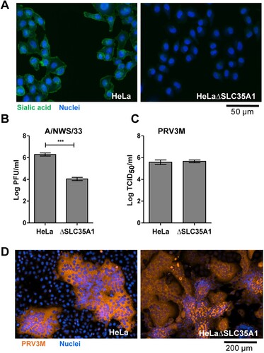 Figure 1. Genetic ablation of cell surface sialic acid expression and its impact on PRV infection. (A) HeLa and HeLaΔSLC35A1 cells were immunostained with FITC-conjugated WGA. Green fluorescence indicates sialic acid expression. Susceptibility of HeLa and HeLaΔSLC35A1 cells to (B) influenza A/NWS/33 and (C) PRV3M infections. Data presented were virus yield at 48 hpi. (D) PRV-induced syncytial formation was observed via immunofluorescent staining for viral antigen. Blue indicates cell nuclei and brown indicates PRV3M antigens. All experiments were repeated for at least two biological replicates. Asterisks indicate statistically significant differences (*P < 0.05; **P < 0.01; ***P < 0.001). Error represent means ± standard error.
