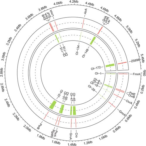 Figure 1. Circle plot showing the locations of OIs and OI genes encoding regulatory proteins in the EHEC O157:H7 EDL933 genome. from the outside in, circle 1 represents the size of the base pairs, circle 2 shows the positions of the OI genes encoding regulatory proteins mentioned in this review, and circle 3 shows the positions of the corresponding OIs.