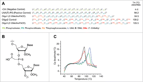 Figure 1. CAG-repeat-targeting antisense oligonucleotides (ASOs) used in this study. (A) Sequences and chemical modification of CAG-repeat targeting antisense oligonucleotides for HTT inhibition. (B) Structure of 2′-O-methyl thiophosphonoacetate oligonucleotide. (C) Determination of melting temperature (Tm) for ASO:RNA (CAGCAGCAGCAGCAGCAGC; 19-mer) duplexes (10 μM) in 10 mM Na2HPO4/NaH2PO4, 150 mM NaCl, and 1 mM EDTA (pH 7.2) by differential scanning calorimetry (MicroCal VP-DSC capillary cell microcalorimeter; cell volume: 0.138 ml; temperature: 35–130°C; scan rate: 90°C/h). black: LNA(T)-PS/RNA, red: Oligo 1/RNA, blue: Oligo 2/RNA, green: Oligo 3/RNA. Tm values are presented in panel A.