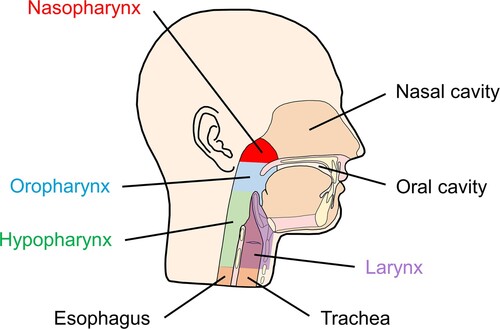 Figure 2. Diagram showing the different anatomical areas of the upper respiratory tract, including the nasopharynx.