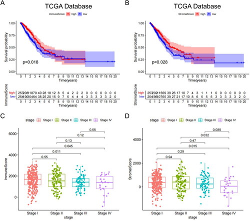 Figure 1. Relationship between clinical stage, OS and immune matrix score. (A) The immune scores of TCGA samples were significantly correlated with the OS of patients with LUAD. (B) Stromal scores of TCGA samples. (C) The immune scores of high-stage groups were significantly lower than those of the low-stage groups. (D) Sromal scores in different stage groups.