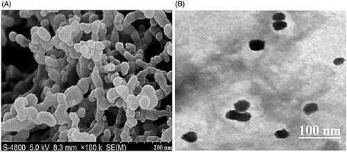 Figure 2. Surface morphology of TC-SF-NPs. (A) SEM image of TC-SF-NPs at X 100,000 (B) TEM of TC-SF-NPs. TC-SF-NPs: tamoxifen citrate silk fibroin nanoparticles; SEM: scanning electron microscopy; TEM: transmission electron microscopy.