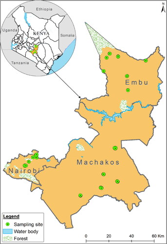 Figure 1. Map of the grain traders study sites in three counties in Kenya.