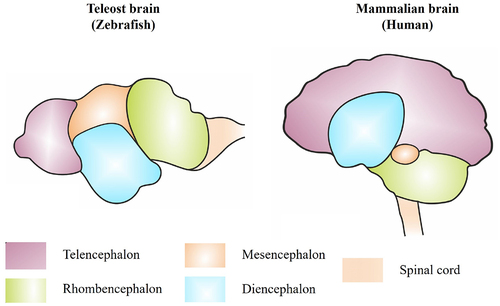 Figure 1. General anatomical comparison of teleost and mammalian brain. The general brain anatomy of teleost fish (left side) showing the different regions and their equivalent in the mammalian human brain (right side).