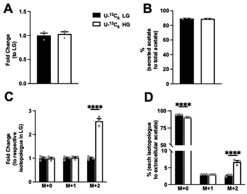 Figure 4. Extracellular acetate and levels of its isotopologues following incubation of Min6 cells in U-13C6 LG and U-13C6 HG. (a) Total extracellular acetate level represented as fold change relative to U-13C6 LG condition. (b) Percentage of extracellular acetate to total (intracellular + extracellular) acetate in U-13C6 LG and HG condition. (c) Extracellular acetate isotopologues levels represented as fold change relative to its respective isotopologues levels in U-13C6 LG condition. (d) Percentage of extracellular acetate isotopologues in U-13C6 LG and HG condition. Experiments were conducted three times in triplicate each time. Data was analyzed by student’s t test (4A and 4B) or by Two-way ANOVA (4C and 4D). *p < .05, **p < .01, ***p < .001 and ****p < .0001. Black bar = U-13C6 LG, white bar = U-13C6 HG.