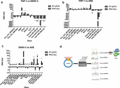 Figure 6. Quantitative real-time PCR analysis and Prediction of small peptide coding ability of circRNA encoded by host gene