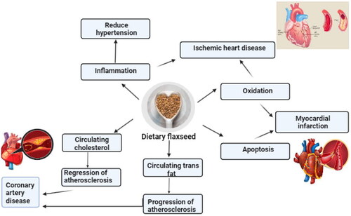 Figure 1. Effect of dietary flaxseed on maintaining cardiovascular health.