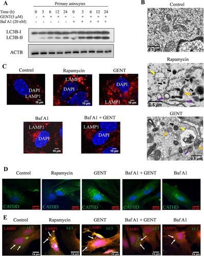 Figure 2. Analysis of autophagy flux in astrocytes after treatment with GENT in the presence or absence of bafilomycin A1. (A) Examination of autophagy flux through Western blotting of LC3B-II with or without bafilomycin A1. (B) TEM images to show the autophagosomes in primary astrocytes treated with Rapamycin and GENT (5 µM). Different color arrows indicate yellow (autolysosomes), purple (autophagosome), orange (autophagophore), and black (lysosome). Scale bars were drawn using ImageJ software. (C) Confocal images to check the expression of LAMP1 in primary astrocytes after treatment with GENT (5 µM) in the presence and absence of bafilomycin A1. The presented images are from one of the three similar experiments. The scale bar was inserted using ImageJ software. (D) Confocal images of primary astrocyte stained with Cathepsin D antibody (Green) to show lysosome acidification after treatment with GENT which was comparable to standard rapamycin. Scale bar 15 μm. (E) Colocalization of LC3B-II and LAMP1 after treatment with GENT. Immunofluorescence of primary astrocytes stained for LAMP1 (Red) and LC3B-II (Green). The green puncta represent LC3 positive structures and the red dots represent the LAMP1 positive structures. Merged images indicate colocalization of LAMP 1 and LC3B-II (yellow dots indicated with white arrows) giving more details of their overlap. Scale bar 14 μm. The fluorescent images were quantified by using CellPathfinder software. One-way ANOVA was applied for statistical comparisons with the post-hoc Bonferroni test. The p-value <0.05 was considered significant with values defined as *p< 0.05, **p<0.01, ***p<0.001