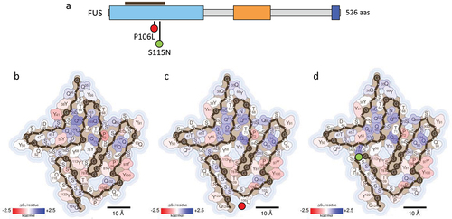 Figure 6. Impact of FUS disease-associated mutations on fibril stability. (a) domain organization of FUS. The residues covered by the amyloid core in the cryo-EM FUS fibril structure (PDB 7VQQ) [Citation24] are indicated with a brown bar. (b-d) stabilization energy maps of the amyloid fibrils formed by the WT protein (b) and their corresponding disease-associated mutants P106L (c) and S115N (d). The structures are colored according to the energy values, as described in figure 2. In a-d), the nature of the disease-associated mutations is indicated with green (stabilizing) or red (destabilizing) filled circles.