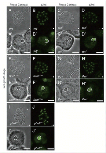 Figure 3. Localization of dJmj to the nucleolus in wild-type and PcG mutant lines at late growth stage. (A, C, E, G, I) Phase contrast images of spermatocytes. (B, D, F, H, J) Immunostaining of testes with the anti-dJmj antibody. (A, B) wild-type, (C, D) esc1 : + ; esc1/SM5 ; +, (E, F) ScmET50 : + ; + ; ScmET50/TM3, (G, H) Psc1 : + ; Psc1/CyO ; +, (I, J) ph-d504 : ph-d504/FM7c ; + ; +. (A′–J′) Magnified images of (A-J). (A′–J′) A nucleolus is encircled by dashed line. Scale bar = 50 μm (A-J), 0.1μm (A′–J′).