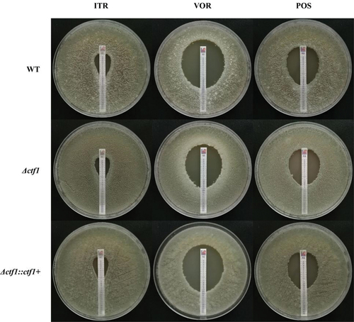 Figure 3. E-test. Each of the three strains was incubated in 1640 solid medium containing azole reagent strips for 48 h at 35 °C. The ctf1 gene-deficient strains displayed decreased sensitivity to VOR, but no significant change in sensitivity to ITR and POS.
