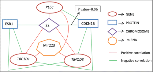 Figure 2. Diagram showing connections between some predictive genes, miRNAs, proteins, and chromosomes. All connected pairs have statistically significant correlations with P values< 0.05, except for one.