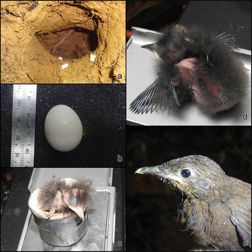 Figure 7. Nest of Tawny-throated Leaftosser Sclerurus mexicanus. (a) Nest entrance, 29 May 2019. (b) Egg, 5 May 2019. (c) Chick with a few hours old, 15 May 2019. (d) 5th day from hatching, 20 May 2019. (e) 13th day, chicks with full plumage development, 28 mayo 2019. Photos MCR.