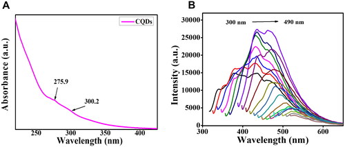 Figure 3. (A) UV-vis spectrum of CQDs (B) Fluorescent emission spectra of CQDs excited at different wavelengths from 300 nm to 490 nm with an increment of 10 nm.