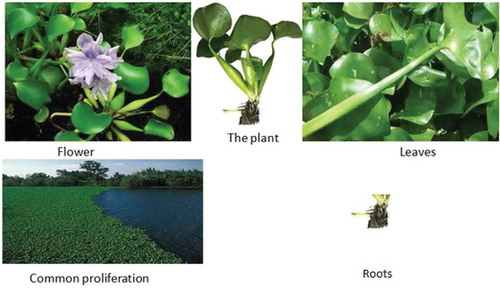 Figure 1. Eichhornia crassipes parts and proliferation