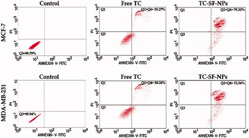 Figure 7. Cellular apoptosis of breast cancer cells treated with TC-loaded SF-NPs. MCF-7 and MDA-MB-231 cells (3 × 105 cells/well) were treated with either free TC or TC-SF-NPS for 24 h. Cellular apoptosis was evaluated by flow cytometry using Annexin V-FITC staining. TC: tamoxifen citrate; TC-SF-NPs: tamoxifen citrate silk fibroin nanoparticles.