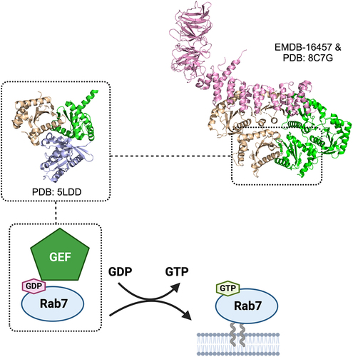 Figure 3. Rab7 regulator and its activator. Rab7 plays a key role in mediating late endosomal trafficking and autophagy and has been shown to localize to both the lysosome and the autophagosome to recruit different effectors. Rab7 is activated by a GEF which promotes displacement of GDP and loading of GTP. The GEF for Rab7 is the heterodimeric Mon1-Ccz1 complex. The crystal structure of the catalytic core Mon1-Ccz1 in complex with Rab7-orthologue Ypt7 from Thermochaetoides thermophila revealed how this GEF to promote nucleotide exchange (Mon1 in green, Ccz1 in gold, Ypt7 in blue). Mon1-Ccz1 in higher eukaryotes contain an additional component called RMC1 or Bulli. The cryo-EM structure of Drosophila melanogaster Mon1-Ccz1-Rmc1 complex revealed the third component adopts a leg-like architecture and binds to a region opposite to the Rab7 substrate binding site.