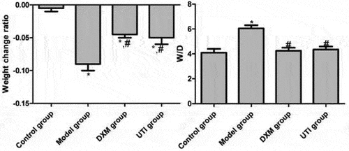Figure 1. Effects of UTI on body weight and lung tissue W/D of LPS-induced rats. *Compared with control group, P < 0.05; #compared with model group, P < 0.05.