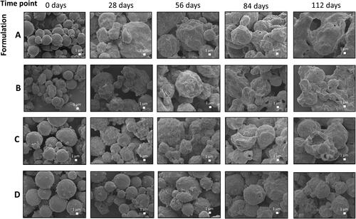 Figure 7. SEM representative micrographs of four MPs formulations kept under the same conditions of the release studies. Day 0 corresponds to the freshly prepared MPs. At days 28, 56, 84, and 112, samples were withdrawn, FD and kept at 2–8 °C before SEM sample preparation. (A) TPGS NCs-653H MPs; (B) TPGS NCs 753H MPs; (C) P407 NCs-753H MPs, and (D) TPGS NCs-203H MPs. Magnification is 4500x.