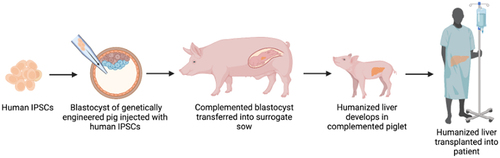 Figure 3 Visual representation of blastocyst complementation for ESLD in humans.