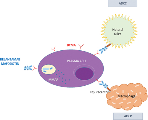 Figure 1. Mechanisms of action of belantamab mafodotin. The interaction between the drug and BCMA promotes the activation of caspase-3 dependent apoptosis after the intracellular release of MMAF. The afucosylation of the antibody permits the linkage with the Fc-bearing NK cells, inducing antibody-dependent cellular cytotoxicity (ADCC). Another mechanism of cell death is mediated by macrophages via antibody-dependent cellular phagocytosis (ADCP) following the release of antigens by apoptotic MM cells.