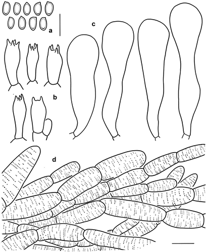 Figure 10. Microscopic features of Micropsalliota umbonata (holotype, KUN-HKAS 131131). (a) Basidiospores. (b) Basidia. (c) cheilocystidia. (d) pileus squamules. Bars: a – c = 10 μm; d = 20 μm.