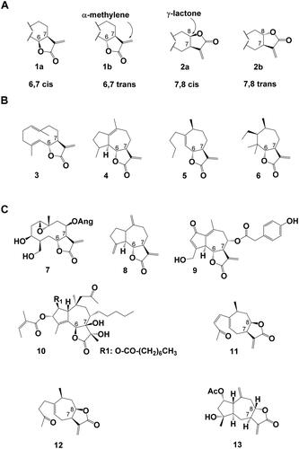 Figure 1. Sesquiterpene Lactones (A) Stereochemistry of α-methylene-γ-lactone sesquiterpene lactones, (1a) 6,7 cis lactone, (1b) 6,7 trans lactone, (2a) 7,8 cis lactone (2b) 7,8 trans lactone. (B) Examples for sesquiterpene lactone backbones of increasing complexity levels as defined by Seaman, (Citation1982). (3) germacranolide (here: costunolide), (4) guaianolide, (5) xanthanolide, (6) 3,4-secoambrosanolide. (C) Examples for chemical STL diversity found in nature: (7) argophyllin B, (8) dehydrocostus lactone, (9) lactucopicrin, (10) thapsigargin, (11) 8-epi-xanthatin, (12) tomentosin, (13) 2α-acetoxy-inuviscolide. Ac: acetate, Ang: angelate.