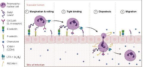 Figure 1. The process of leukocyte extravasation and the role of cell adhesion molecules.