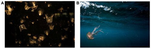 Figure 2 Invasive Mnemiopsis contributed to the collapse of Black Sea and Caspian Sea pelagic fisheries (A). Native Pelagia noctiluca at CO2 seeps off Vulcano; jellyfish and anemones thrive where the water is too corrosive for hard corals (B).