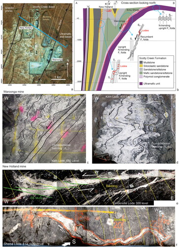 Figure 17. Contrasting structural styles of gold deposits in the Agnew area: (a) location of Waroonga and New Holland deposits in the Scotty Creek basin; (b) cross-section illustrates the location and very different structural setting of lodes at Waroonga vs New Holland; (c, d) at Waroonga, gold is hosted in the layer-parallel extensional D1 Emu Shear with recumbent F1 drag folds indicating west-side-down displacement; (e) at New Holland, gold is hosted in flat-lying lodes that cut across steep to sub-vertical bedding; and (f) at depth in the New Holland mine, open upright folds develop in the lodes, indicating progressive deformation during prolonged east–west horizontal compression.