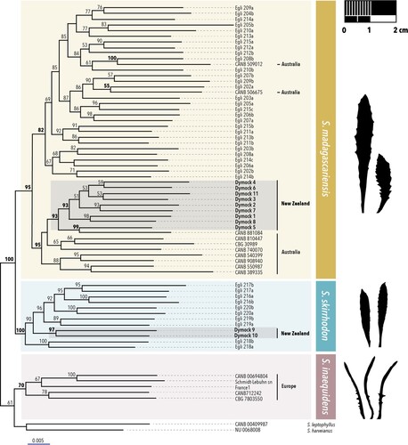 Figure 2. Part of the phylogenetic tree of Senecioneae showing the fireweed complex. Three main clades are highlighted with boxes: Senecio inaequidens (brown), S. skirrhodon (blue), and S. madagascariensis (yellow). Silhouettes show representative leaf shapes of type specimens. Branch labels are UltraFast Bootstrap values. The complete phylogeny of tribe Senecioneae can be found in Supplementary Figure S1.