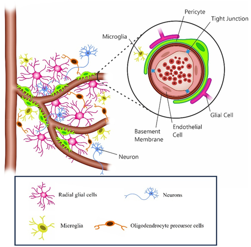 Figure 2. The neurovascular unit (NVU) of the teleost BBB. The NVU telecosts primarily includes endothelial cells which express tight junction proteins restricting the paracellular flow of fluid to the brain parenchyma. The basement membrane, wh1cl1 helps in maintaining the BBB integrity, consists of extracellular matrix proteins secreted by both endothelial cells and pericytes. Pericytes which also play a role in the formation, integrity and maintenance of the BBB, interact with endothelial cells. Radial glial cells (including those which could potentially be the equivalent of mammalian stellate astrocytes) ensheath the CNS vasculature. Other cells such as microglia and oligodendrocyte precursor cell may also potentially participate in the regulation of the BBB, although their role in the function and regulation of the BBB of telcosts largely remain underappreciated.