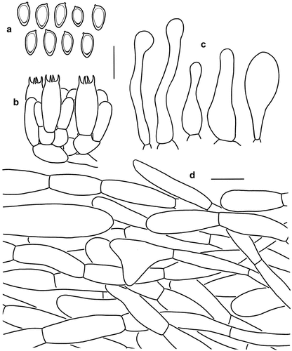 Figure 4. Microscopic features of Micropsalliota ferruginea (holotype, KUN-HKAS 70562). (a) Basidiospores. (b) Basidia. (c) Cheilocystidia. (d) Pileus squamules. Bars: a – c = 10 μm; d = 20 μm.