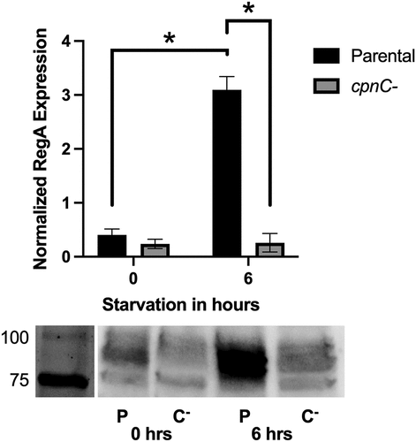 Figure 8. cpnC− cells exhibit decreased expression of RegA. Parental and cpnC− cells were allowed to develop under starvation buffer. Whole cell samples were made at 0 and 6 hours post starvation. Whole cell samples were analyzed by western blot with an antibody to RegA. The RegA bands on blots from three trials were analyzed by densitometry. Mean densities were analyzed by a two-way ANOVA and post-hoc fisher LSD comparisons. A) RegA mean band densities for parental (black bars) and cpnC− (gray bars) cells at each timepoint. Mean densities were normalized to average density within each trial. B) Representative image of a RegA western blot with parental (P) and cpnC− (C-) whole cell samples.