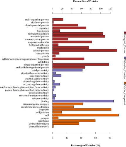 Figure 6 GO analyses of protein functions in W vs. C. The GO functional annotations of 149 differentially expressed proteins in W vs. C. The 149 differentially expressed proteins were classified from three aspects: biological processes, molecular functions, and cellular components.