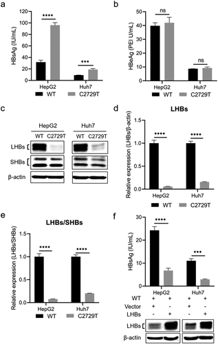 Figure 2. The C2729T mutation promotes HBsAg secretion by reducing LHBs expression. The pBB4.5–HBV 1.2×-WT or pBB4.5–HBV 1.2×-C2729T plasmid and pCDH-Nluc plasmid were co-transfected into HepG2 and Huh7 cells. Cell culture supernatants and cells were harvested at 3 days post-transfection. The levels of (a) HBsAg and (b) HBeAg in the cell culture supernatants were detected by chemiluminescence immunoassays. (c) the levels of intracellular LHBs and SHBs were detected by Western Blot. The β-actin protein was used as the internal control. The levels of LHBs were normalized to (d) the levels of β-actin or (e) the levels of SHBs using ImageJ software. (f) the pBB4.5–HBV 1.2×-WT plasmid, pCDH-LHBs or pCDH vector control plasmid, and pCDH-Nluc plasmid were co-transfected into HepG2 and Huh7 cells, the levels of HBsAg in the cell culture supernatants were detected by chemiluminescence immunoassays, and the levels of intracellular LHBs were detected by Western Blot at 3 days post-transfection. The data were presented as the mean ± SD of three independent experiments and were analysed by Student’s t-test. ns-no statistical significance, ***p < 0.001, ****p < 0.0001.