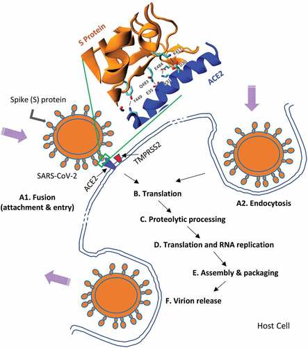 Figure 2. A highly simplified representation of the SARS-CoV-2 cell cycle. (A1) Virus entry generally occurs via surface glycoprotein (Spike protein, S-protein) binding to ACE2 receptor, TMPRSS2 also has a critical role to play in this process. Detailed interactions between S protein–ACE2 are also shown (courtesy of Dr. Serdar Kuyucak, USyd (A2). The virus can also enter by endocytosis (B&C). Subsequently, uncoating of viral proteins, primary translation, polyprotein processing and transcription take place. (D). Translation and viral RNA synthesis then occur (E). Other key steps such as accessory protein-host interactions take place prior to assembly and viral maturation. (F). Finally, release of mature viruses occurs via endocytosis.