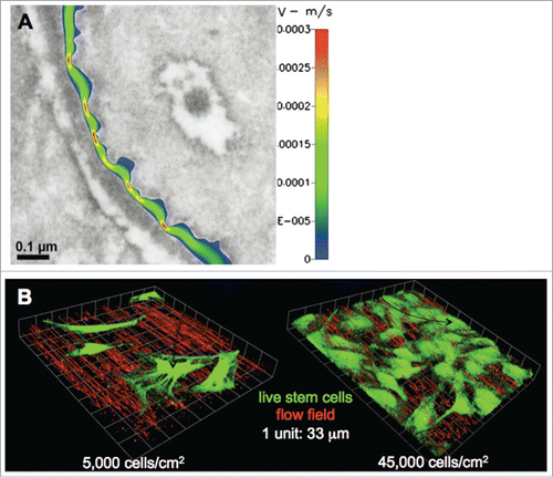 FIGURE 1. The cell itself and the ECM it generates modulate the cell's mechanical milieu at multiple length scales. (A) Transmission electron microscope image of an osteocyte process traversing the plane of the image and orthogonal to the plane in the right upper image half, superimposed with computational fluid dynamics predictions of pericellular flow at cell surfaces. In terminally differentiated osteocytes, the cell processes and local ECM amplify the transduction of mechanical cues via pericellular fluid flow. Color plot represents flow field, where v is the flow velocity. Velocity (m/s) increases at sites where ECM ingresses into the pericellular space. Used with permission.Citation10 (B) Similar effects are observed around live model embryonic mesenchymal stem cells (C3H10T1/2, green) where flow fields are tracked using fluorescent microspheres (red). Used with permission.Citation11