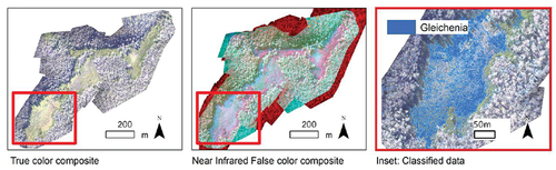 Figure 1. Specific species mapping of Australian shrub swamp communities. True colour orthomosaic (left); near-infrared false colour composite (Band 1: Green, Band 2: Blue and Band 3: Near Infrared) (middle); subset of total swamp with classified Gleichenia microphylla overlaid on true colour composite (right) (Strecha et al. Citation2012)