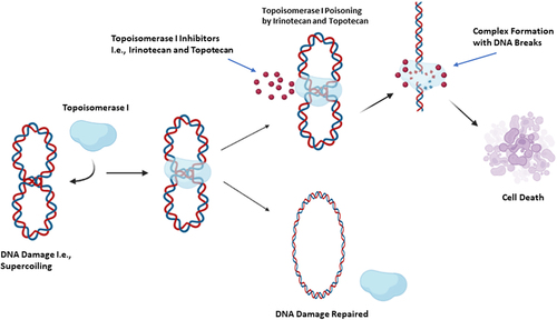 Figure 1. The mechanism of action of topoisomerase I inhibitors. Irinotecan and topotecan exert their antitumor effects via covalent binding with topoisomerase I, resulting in Top I- Irinotecan/Topotecan-DNA complex formation. This complex generates single and double-strand breaks in DNA, leading to cell death.