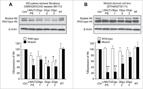Figure 2. Inhibition of HTT expression by chemically modified single-stranded antisense oligonucleotides targeting CAG repeats of HTT mRNA. Top: western blot analysis: bottom: quantification of triplicate independent experiments. Oligonucleotides were transfected into HD patient-derived fibroblast cells (GM04281, A) or striatal neuron-derived cells (STHdhQ7/Q111, B) at 100 nM by using Lipofectamine RNAiMAX. Four days after transfection, cells were harvested for protein gel blot. NT: No treatment. Error bars are mean±SD (n=3). *, P < 0.05; **, P < 0.01 (paired t-test).