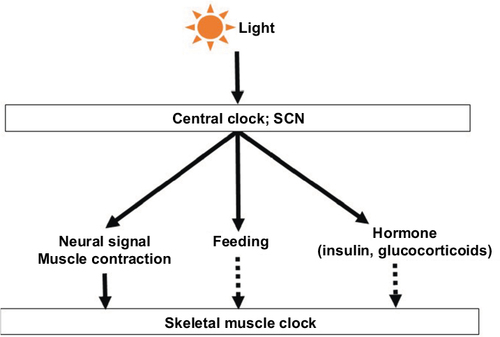Figure 2 Several zeitgebers work for appropriate oscillation of skeletal muscle clock. Light input synchronizes master circadian clock in the SCN to environmental light–dark cycles, followed by aligned behavioral and physiological rhythms. Peripheral tissues differ in terms of dependence on time cues such as neural or humoral factors. Skeletal muscle seems more sensitive to neural signals and muscle contraction than to feeding and humoral factors.