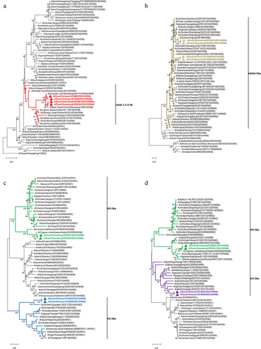 Figure 2. Phylogenetic trees of the four H5N6 subtype viruses. (a) phylogenetic tree of HA gene, the red branches indicate clade 2.3.4.4b and the red triangles label the four H5N6 viruses in this study. (b) phylogenetic tree of NA gene, the brown branches indicate H6-like strains and the brown triangles label the four H5N6 viruses in this study. (c) phylogenetic tree of PB2 gene, the green branches indicate H9-like strains while the blue branches indicate H5-like strains, and the triangles label the four H5N6 viruses in this study. (d) phylogenetic tree of PB1 gene, the green branches indicate H9-like strains while the purple branches indicate H3-like strains, and the triangles label the four H5N6 viruses in this study. All those phylogenetic trees were constructed using MEGA 11.0 software, with the neighbour-joining method and 1000 replicates of bootstrap analysis.