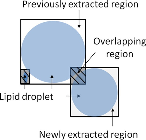 Figure 7. Definition of reward: overlapping region/newly extracted region.
