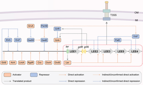 Figure 4. Regulation of virulence gene expression by OI-encoded regulatory proteins in EHEC O157:H7. OI-encoded regulatory proteins, including ler, OvrB, OvrA, Cro, GrvA, RgdR, EtrB, LmiA, AirA, GrlA, GrlR, PatE, PsrA, PsrB, EtrA, and EivF, affect EHEC O157:H7 virulence and LEE gene expression.
