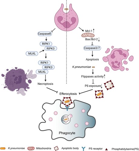 Figure 2. Cell death triggered by K. pneumoniae in neutrophils. K. pneumoniae modulates the anti-apoptotic effects by downregulating the ratio of Bax to Bcl-2 and upregulating the expression of Mcl-1, resulting in the delay of Caspase 3/7 activation and the inhibition of apoptosis. K. pneumoniae also can increase the activity of flippase to reduce PS exposure, which is the signal of “eat me” for efferocytosis, followed by decreasing the efferocytic uptake of neutrophils by macrophage. In parallel, K. pneumoniae inhibits caspase 8, which promotes the formation of necroptosome complex RIPK1/RIPK3/MLKL to induce necroptosis. Necroptosis emits K. pneumoniae to the external environment, and decreases efferocytosis. (Created with BioRender. com).