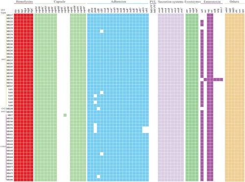 Figure 2. Virulence gene profiles of the 52 ST764 S. aureus isolates. Coloured blocks represent the presence of genes and white blocks represent absence. The horizontal colour bar (from left to right) represents genes associated with haemolysins, capsule, adhesion, PVL, secretion systems, exoenzymes, enterotoxins, and other virulence genes.