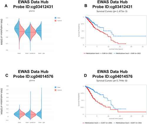 Figure 5. GRM4 methylation in glioma. (A, C) The methylation level of the GRM4 gene in glioma tissue exhibits a higher magnitude compared to that observed in normal tissue. (B, D) Patients exhibiting high levels of GRM4 methylation demonstrated a significantly inferior overall survival outcome in comparison to patients with low levels of GRM4 methylation.